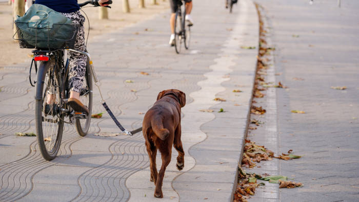 Fahrrad fahren mit Hund hält Mensch und Tier schlank und fit
